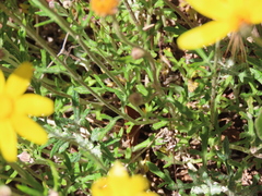 Eriophyllum lanatum