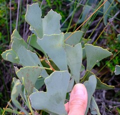Hakea flabellifolia