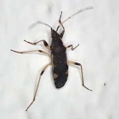 Dieuches armatipes