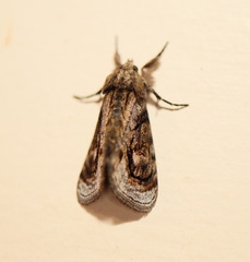 Zalissa catocalina