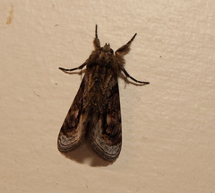 Zalissa catocalina