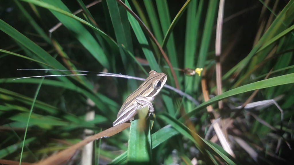 Botumirim Tree Frog