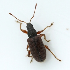 Phyllobius oblongus