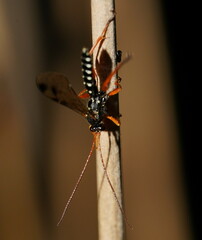 Echthromorpha intricatoria