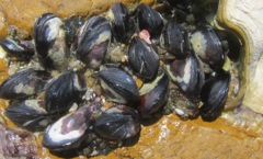 Xenostrobus neozelanicus