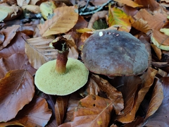 Xerocomellus pruinatus