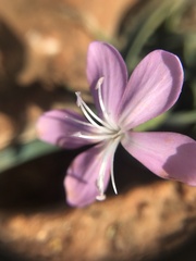 Dianthus ciliatus