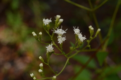Ageratina jucunda