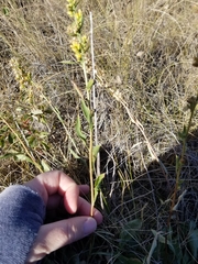 Solidago spathulata
