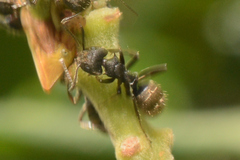 Dolichoderus bispinosus