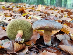 Xerocomellus pruinatus