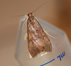 Uresiphita ornithopteralis