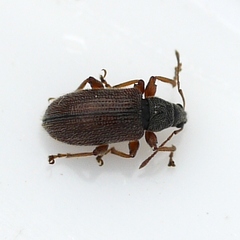 Phyllobius oblongus