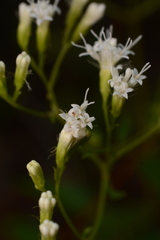Ageratina jucunda