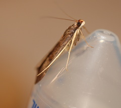 Uresiphita ornithopteralis