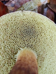 Xerocomellus pruinatus