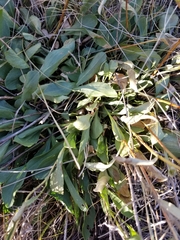 Solidago spathulata