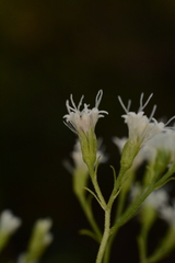 Ageratina jucunda