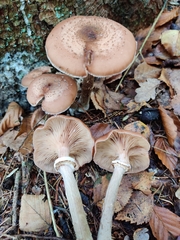 Armillaria ostoyae