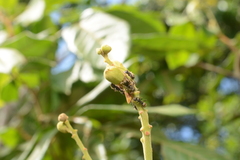 Dolichoderus bispinosus