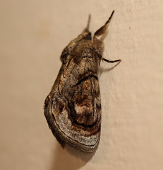 Zalissa catocalina