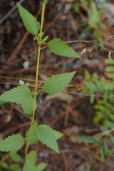 Ageratina jucunda