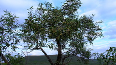 Eucalyptus todtiana