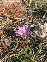 Crocus thomasii
