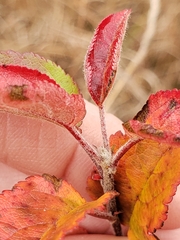 Malus toringo