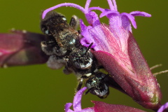 Cockerellia