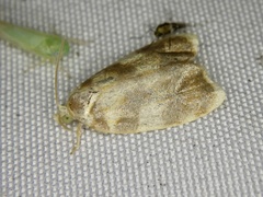 Acleris leechi