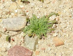 Plantago coronopus
