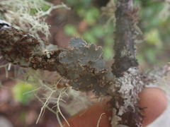 Lobarina scrobiculata