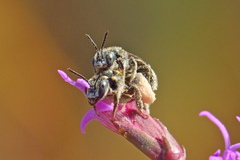Cockerellia