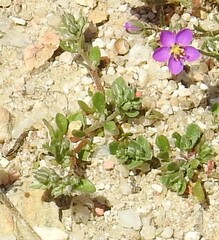 Polycarpon tetraphyllum