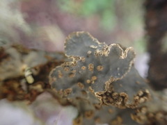 Lobarina scrobiculata