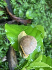Parthena acutangula