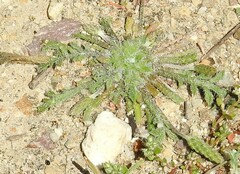 Plantago coronopus