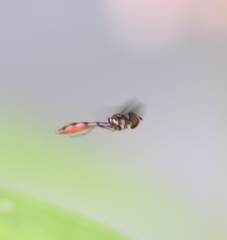Ocyptamus fuscipennis