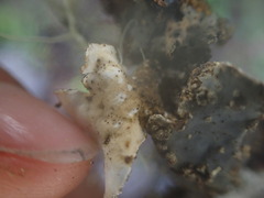 Lobarina scrobiculata