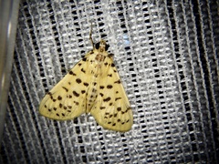 Conogethes punctiferalis