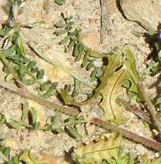Biserrula pelecinus