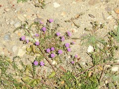 Polycarpon tetraphyllum