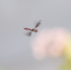 Ocyptamus fuscipennis