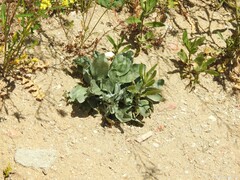Cynoglossum cheirifolium