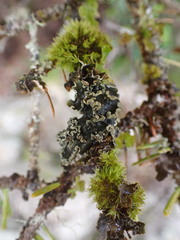 Peltigera collina