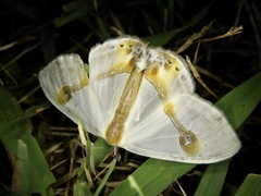 Macrocilix mysticata