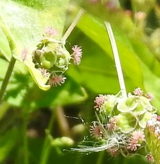 Sanguisorba minor