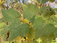 Vitis aestivalis