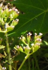 Centranthus calcitrapae